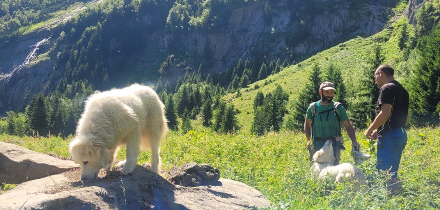 Kraftleben SatCom chien