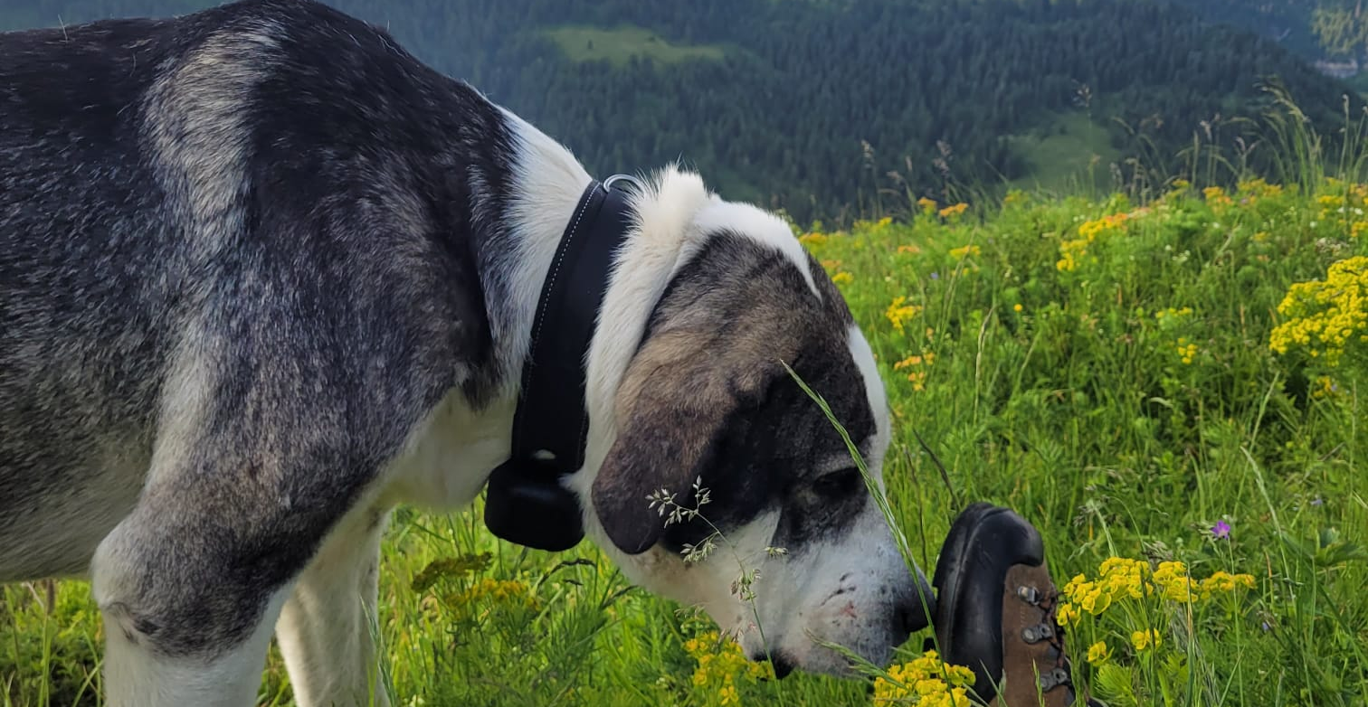 Kraftleben SatCom chien