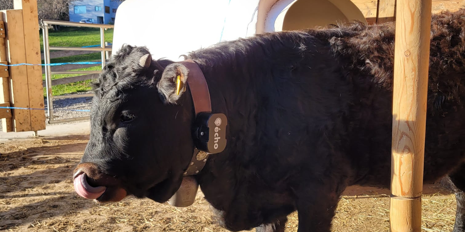 Kraftleben SatCom chien